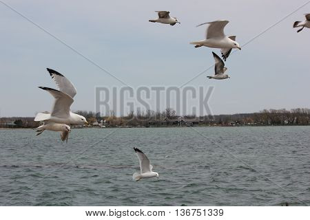 Sea Gulls in a flock flying over Lake Canandaigua in New York