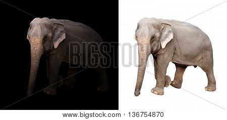 Female Asia Elephant In The Dark And White Background