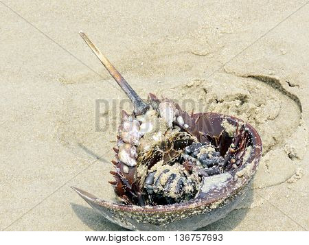 Horseshoe crab on the sand South Bethany Beach in Delaware May 2016 Usa