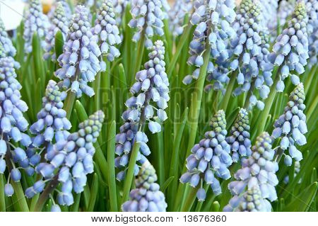 Hyacinthus Orientalis