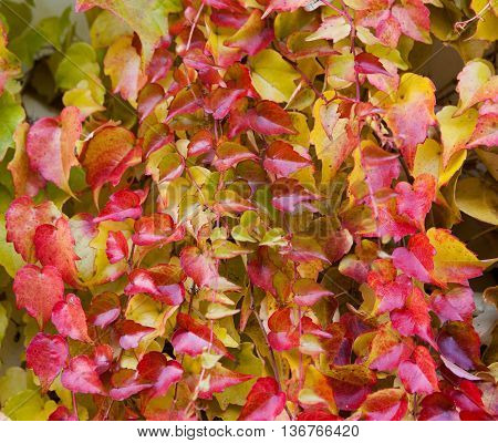 Japanese creeper - Parthenocissus tricuspidata grown as a climbing ornamental plant