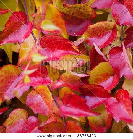 Japanese creeper - Parthenocissus tricuspidata grown as a climbing ornamental plant