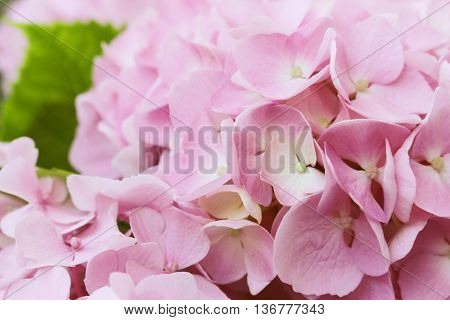 hydrangea flowers - Hydrangea arborescens - shallow depth of field