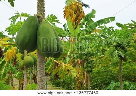 The papaya tree with fruits, papaya fruits hanging on the papaya tree on papaya garden. Green papaya and yellow papaya.