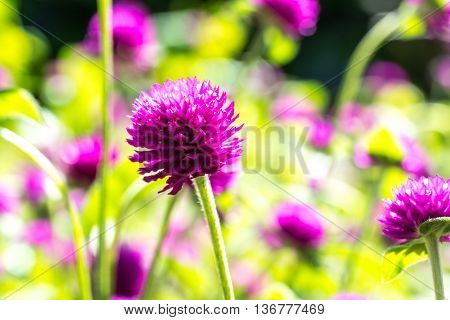 Chrysanthemun flower with natural sunlight and blurred background