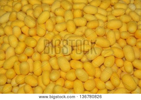 Silkworm cocoon shell through the Silk Route the brewing process bringing silks to silk.