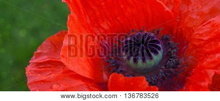 A macro shot of the red poppy.Close up of beautiful red poppy.