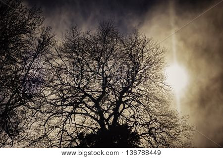 Tree- shadow; sunset behind the tree; evening