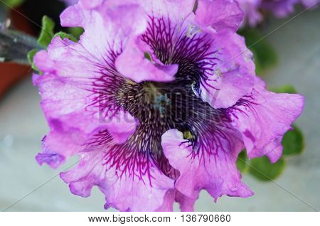 Petunia flower with purple petals and wavy edges on a bed closeup