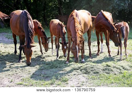 Young Foals And Mares Grazing Peaceful Together On Horse Ranch Summertime
