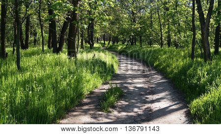 The wide forest road between high trees and green grass