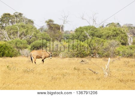 East African Oryx, Kenya