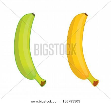green and ripe banana. eps10 vector illustration