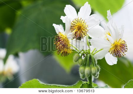 Sparmannia Africana - afrikanske hamp