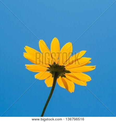 Bright yellow daisy flower on blue sky background.