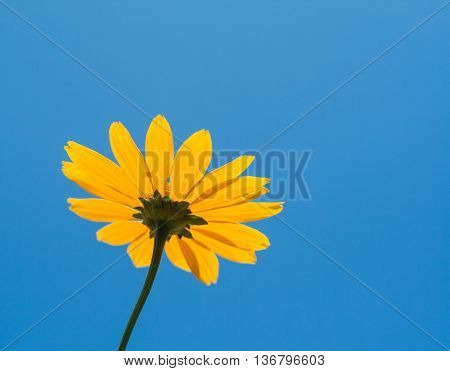 Bright yellow daisy flower on blue sky background.