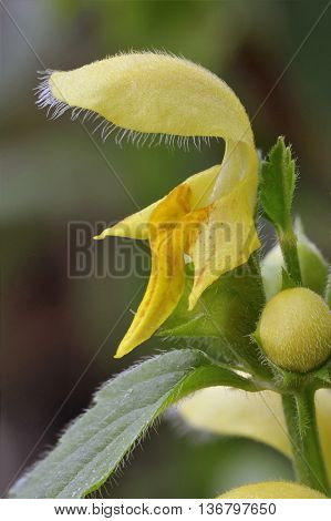 Yellow Archangel - Lamiastrum galeobdolon Yellow Woodland Flower