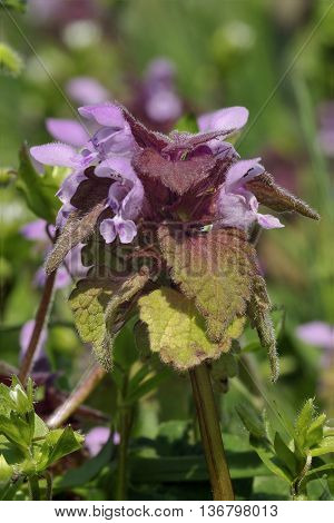 Red Dead-nettle - Lamium purpureum Pink Wild Flower
