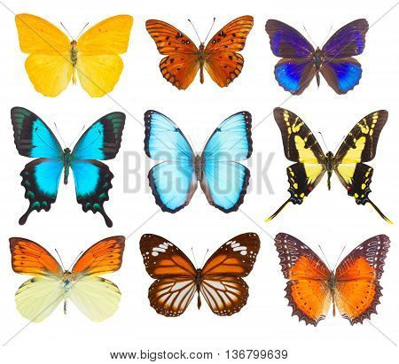 set of multicolored tropical flying batterflies isolated on white background