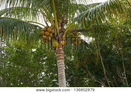 Florida Sanibel and Captiva island coconut palm trees in US