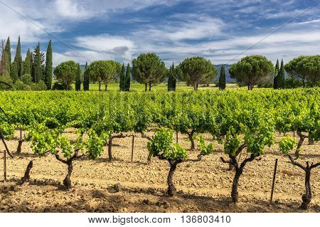 Rows of grape vines in a vineyard in the Luberon Provence