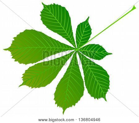 chestnut buckeye , vector isolated buckeye leaf