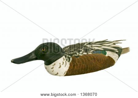 Decoy (Shovler Drake) con Clipping Path