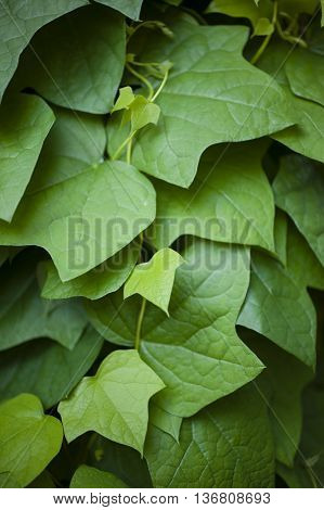 Hedera leaves commonly called ivy evergreen climbing or ground-creeping woody plants in the family Araliaceae