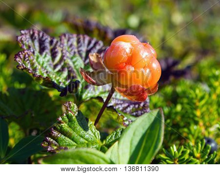 North berry cloudberry (The Latin name: Rubus chamaemorus)