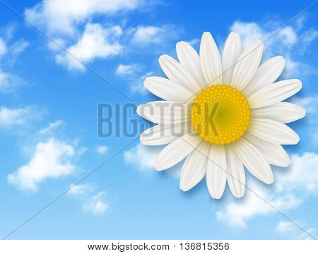 Chamomile flower and blue sky with white clouds, summer flower backgrounds