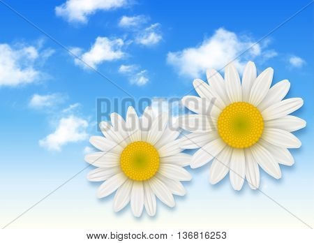 Chamomile flower and blue sky with white clouds, summer flowers backgrounds