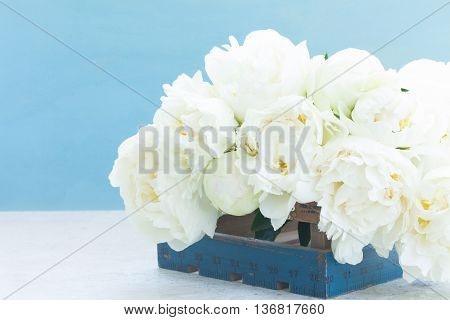 White bloomig peony flowers close up on blue background