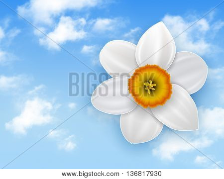 Summer flower background - narcissus white flower and blue sky with white clouds.