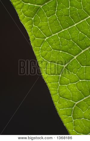 Leaf Closeup