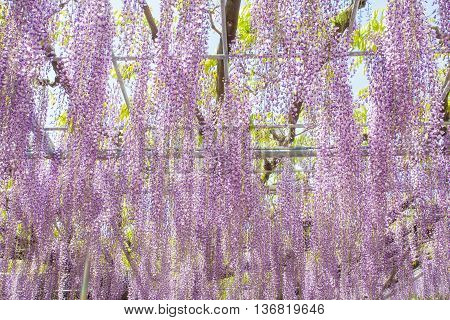 Beautiful wisteria bloomimg in end of spring season