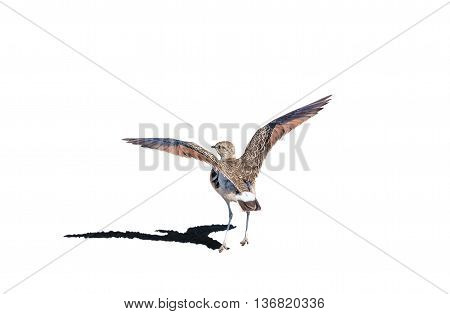 A double-banded courser Smutsornis africanus or Rhinoptilus africanus isolated on white