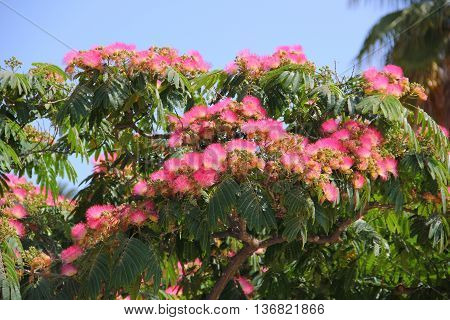 Lankaran acacia has several names: albizia silk or silk tree. This is an unusual tropical plant belongs to the Legume family