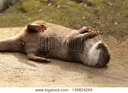 A playful Oriental Short Clawed Otter with a stone
