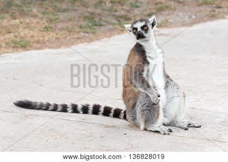 Close Up portrait Of Ring Tailed Lemur