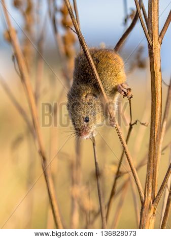 Harvesting Mouse In Plant