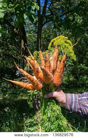 Hand holding bunch of fresh organic vegetables carrots onion dill bundle