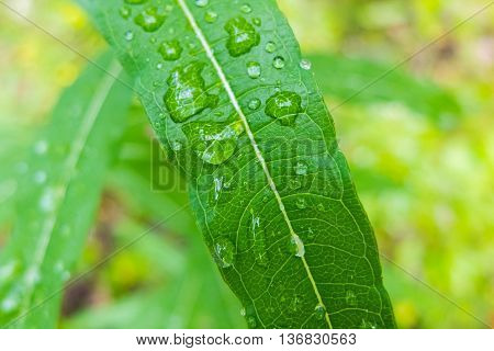 Dew drop macro on a green leaf. Close-up shot of drops of water. Morning freshness of nature. Forest beauty of green vegetation in the summer.
