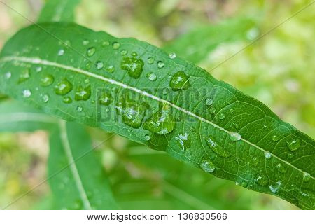 Large drops of dew on a green leaf. Close-up shot of drops of water. Morning freshness of nature. Forest beauty of green vegetation in the summer.