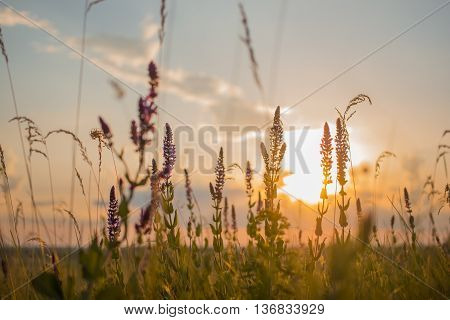 grass in a field at sunset with the sun streaming through the tall wild grass sunset on the horizon and grasses in the foreground