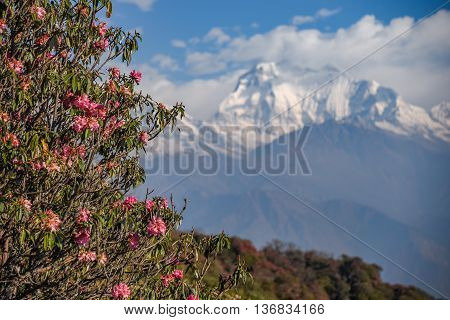 Pink rhododendron flower and view of Dhaulagiri mountain from Poon Hill viewpoint on Annapurna loop trekking route in Nepal