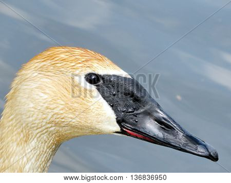 Portrait of swan on the Oakbank Pond in Thornhill 21 May 20016 Canada