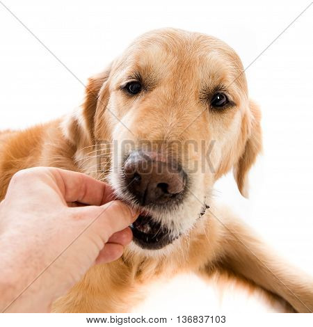golden retriever eating in my hand shooting in white background