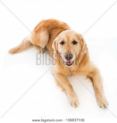 golden retriever posing and watching the camera
 in white studio.