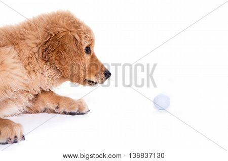 golden retriever puppy watching golf ball shooting in white studio