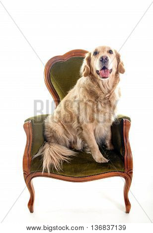 golden retriever portrait sitting on a chair white background